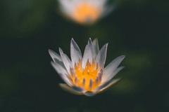 Mitochondrial Function, Energy and Detox Pathways