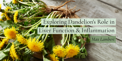Exploring Dandelion's Role in Liver Function & Inflammation