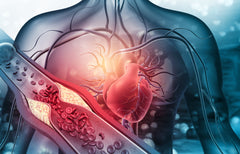 The Incredible Intelligence of Your Vascular System